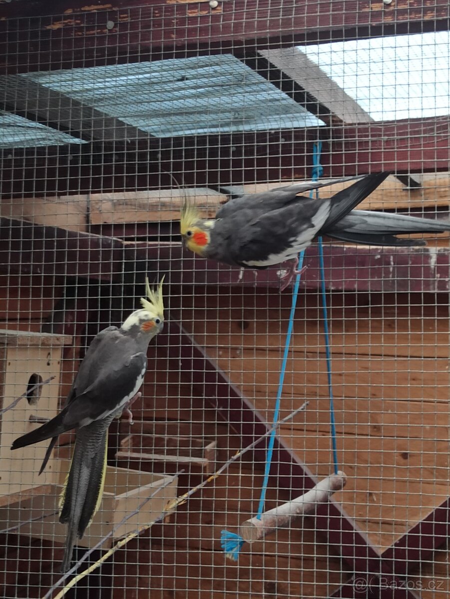 Korela dospělý pár