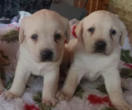 Labradorský retrívr