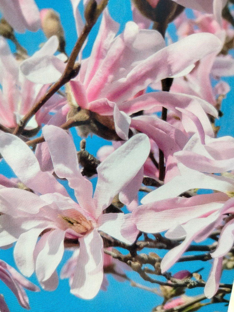 Prodám Magnolii (Šácholan) Stellata - růžová