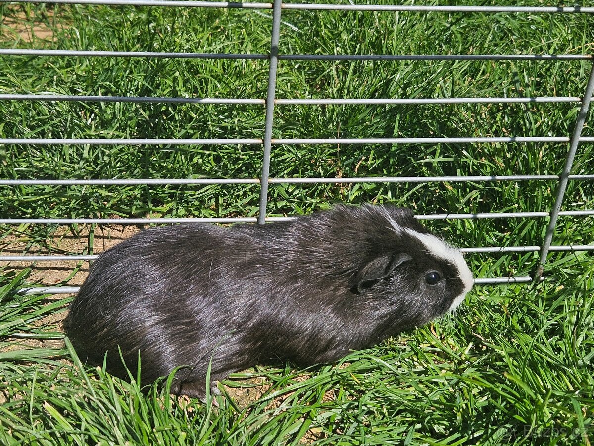 Morče