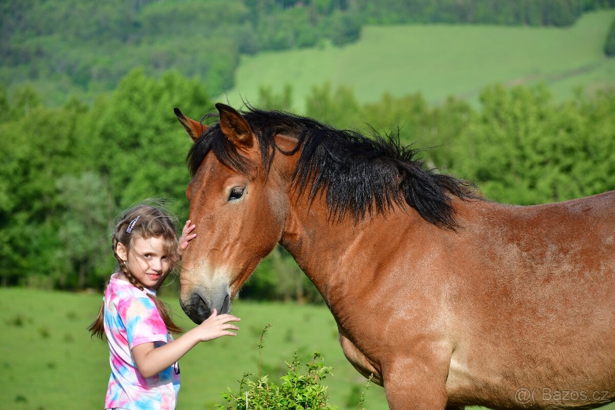 Roční chladnokrevná klisna