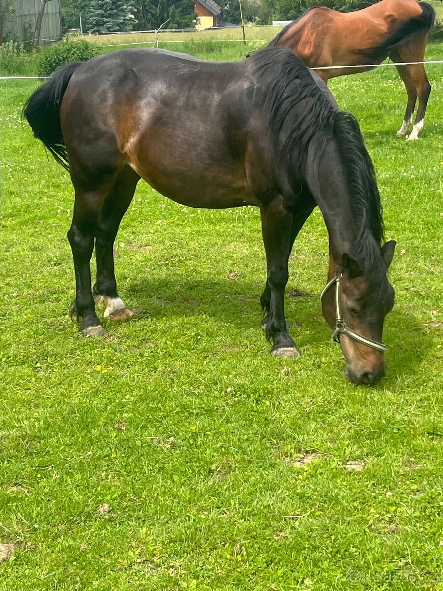 Prodám pony
