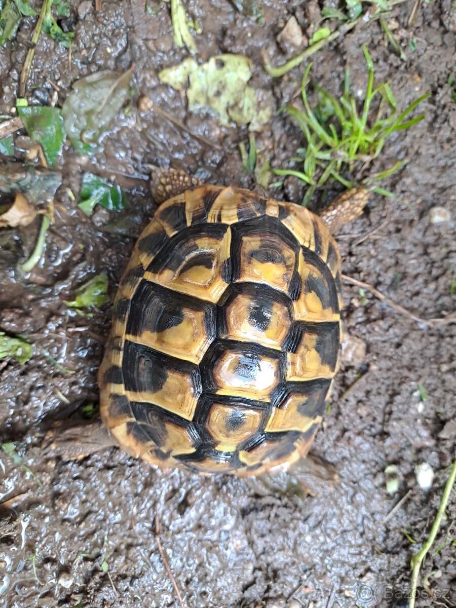 Testudo Hermanni, želva zelenavá