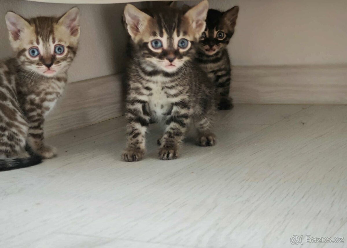Bengal,Bengálska kočka,kocour