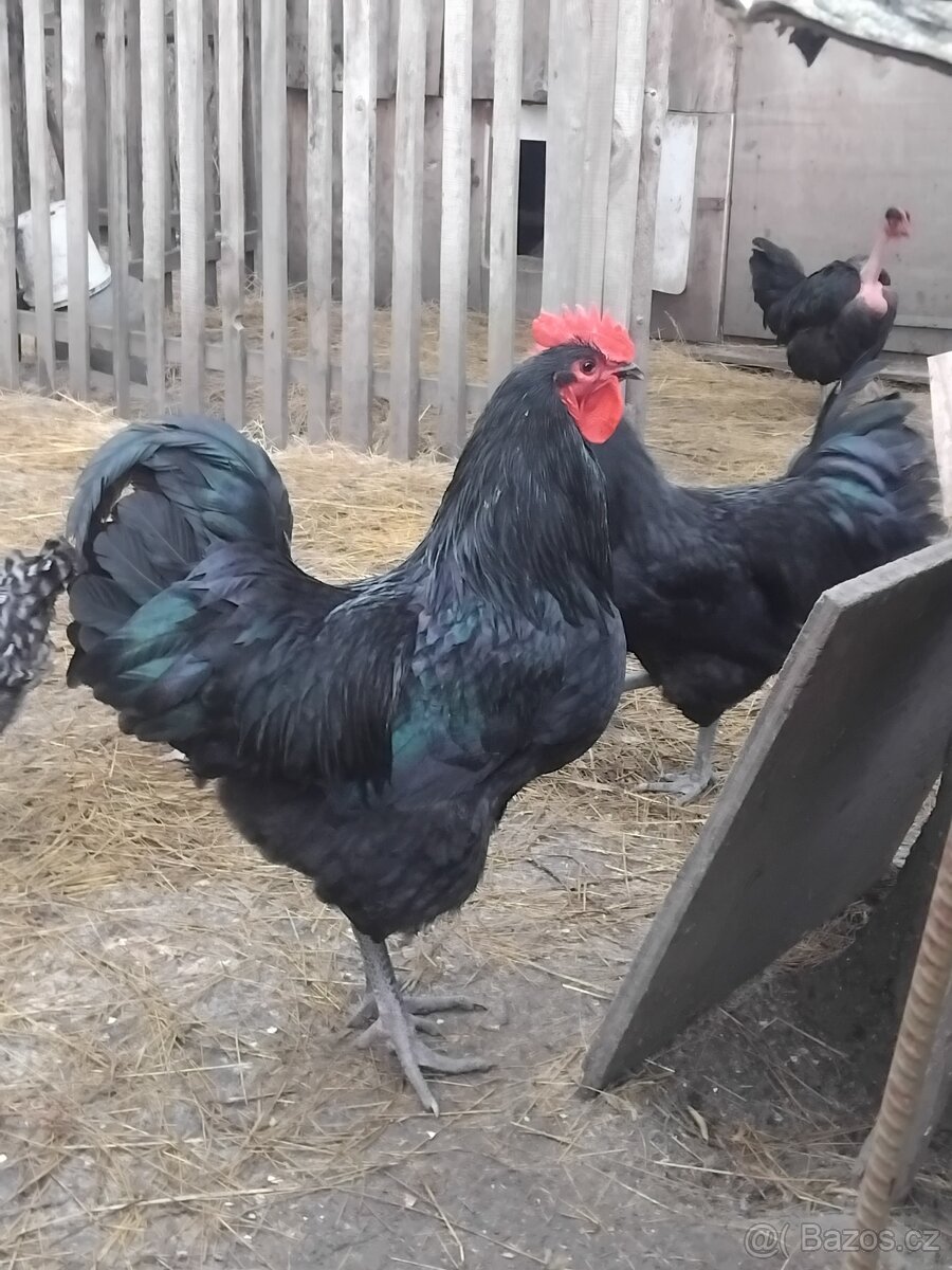 PRODÁM KOHOUTY