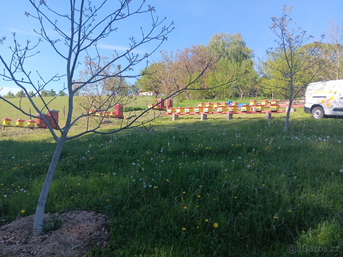 Vyzimované oddělky(včelstva)