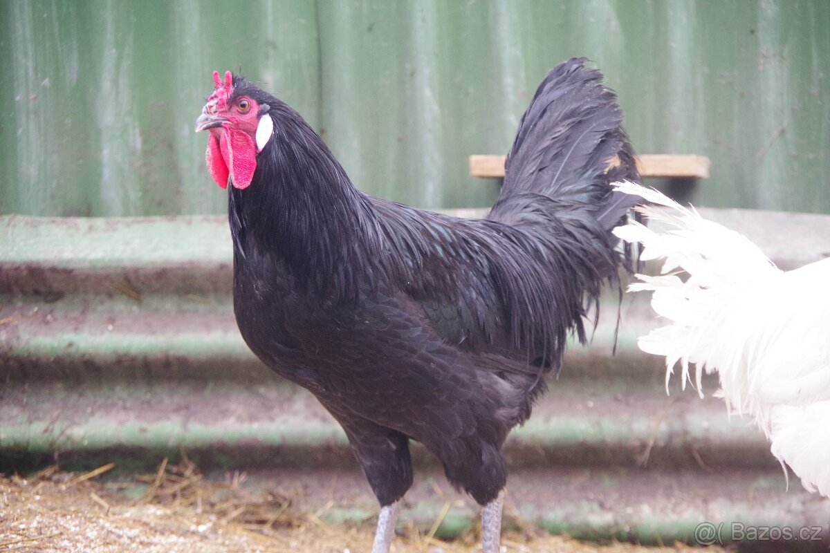prodám kohouty Laflešky