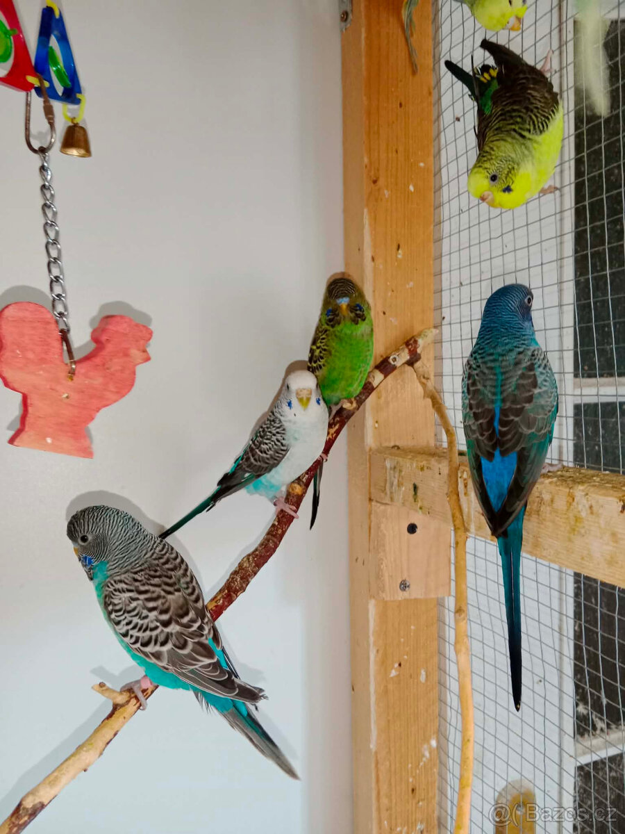 andulky BW,BF,štěpící a duhovky,