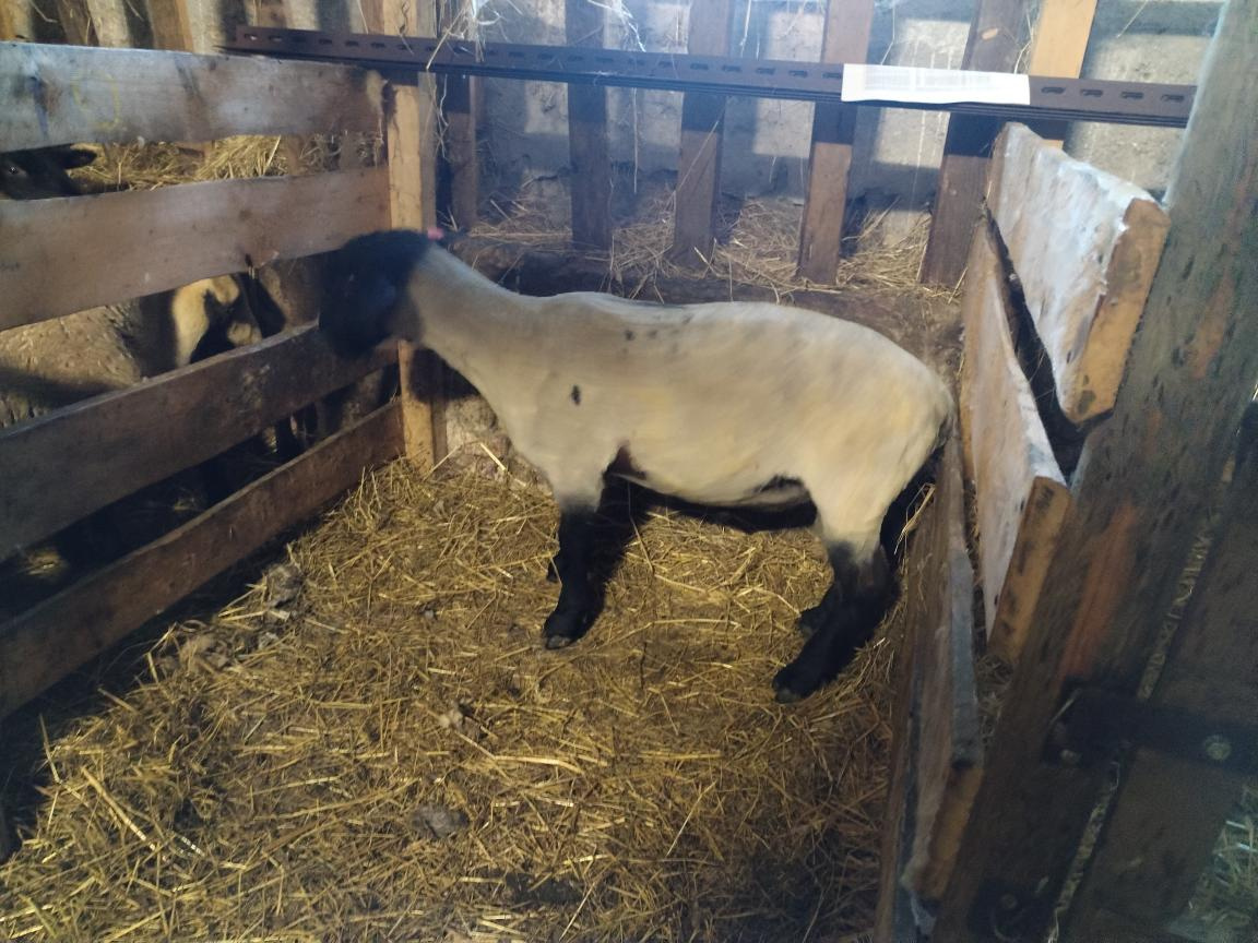 Plemený beran Suffolk