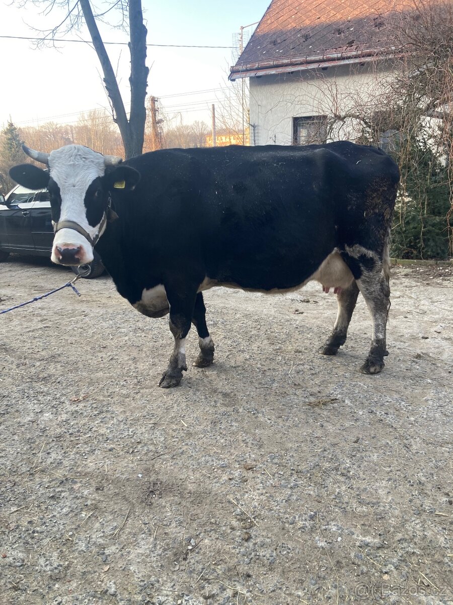 Dojnice Holštýn/čestr a jalovice