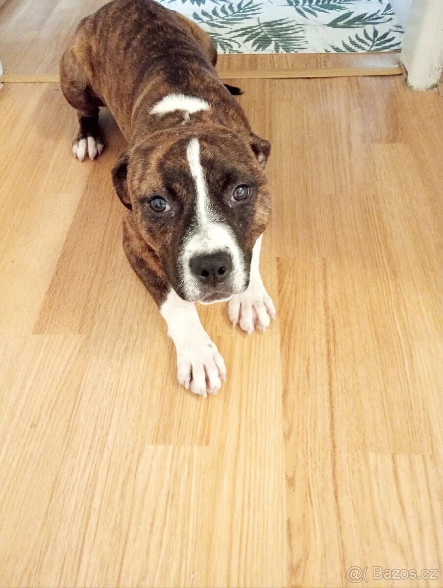 Amstaff krásná fenka