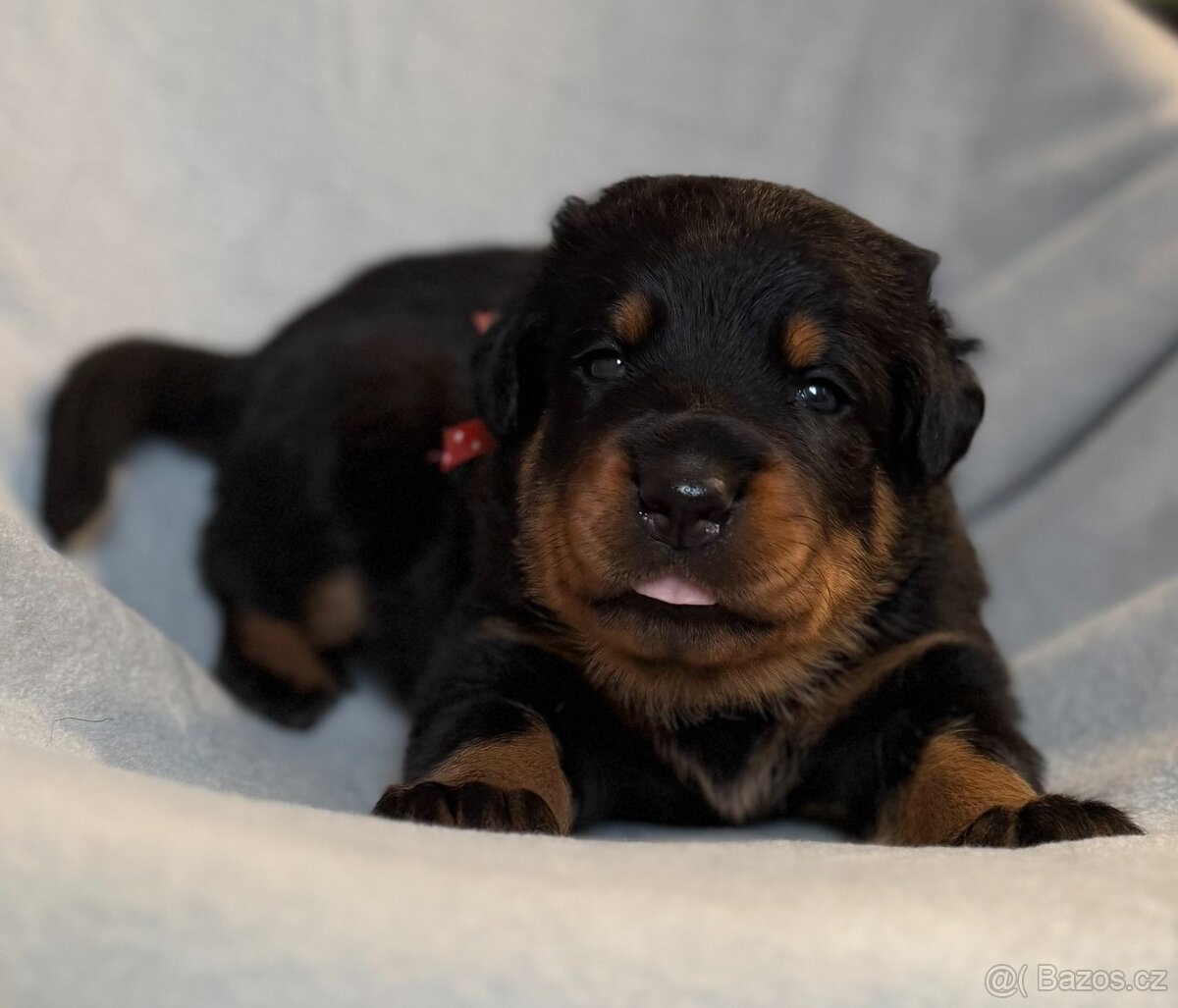 Beauceron štěńátka s PP zahraniční krytí