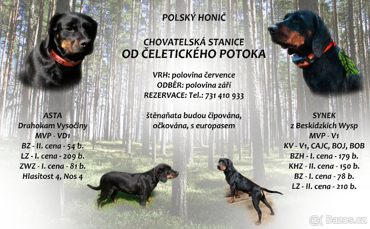 Štěňata Polský honič