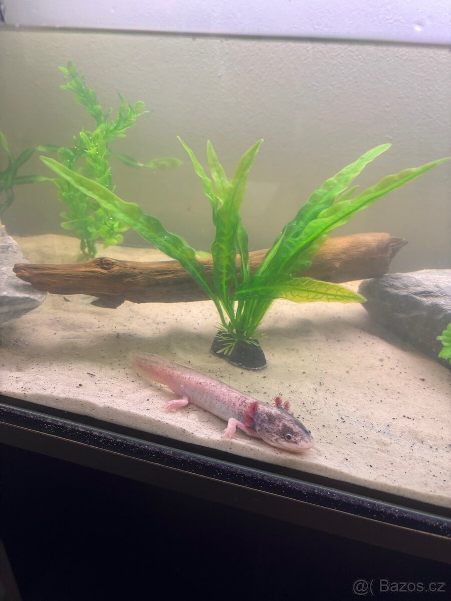 Axolotl + akvarium