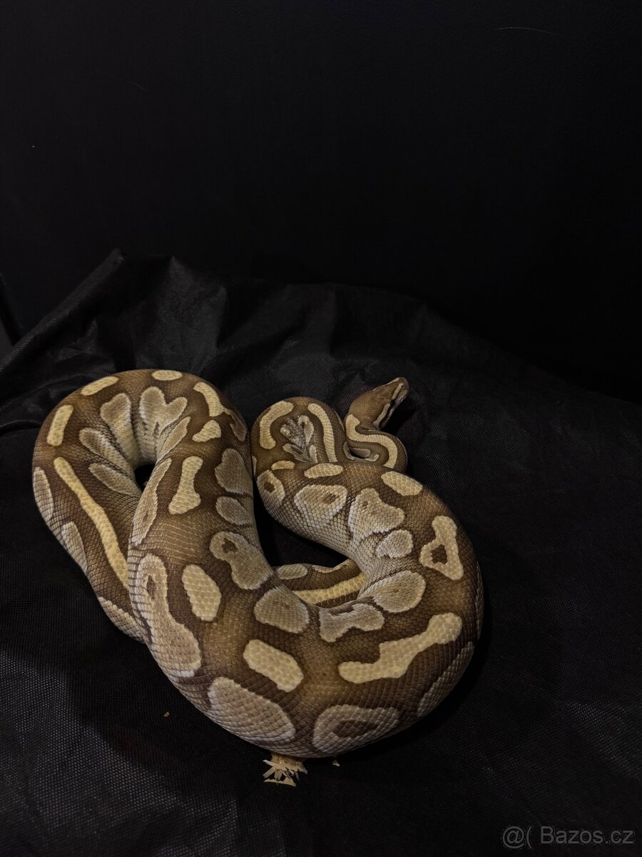 Python regius(krajta královská)
