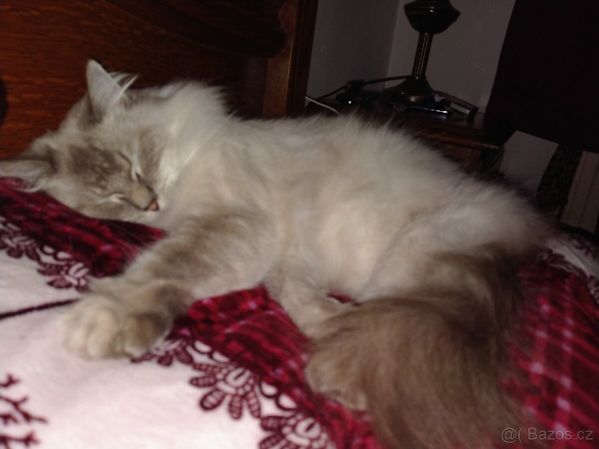 Kocourek ragdoll REZERVACE