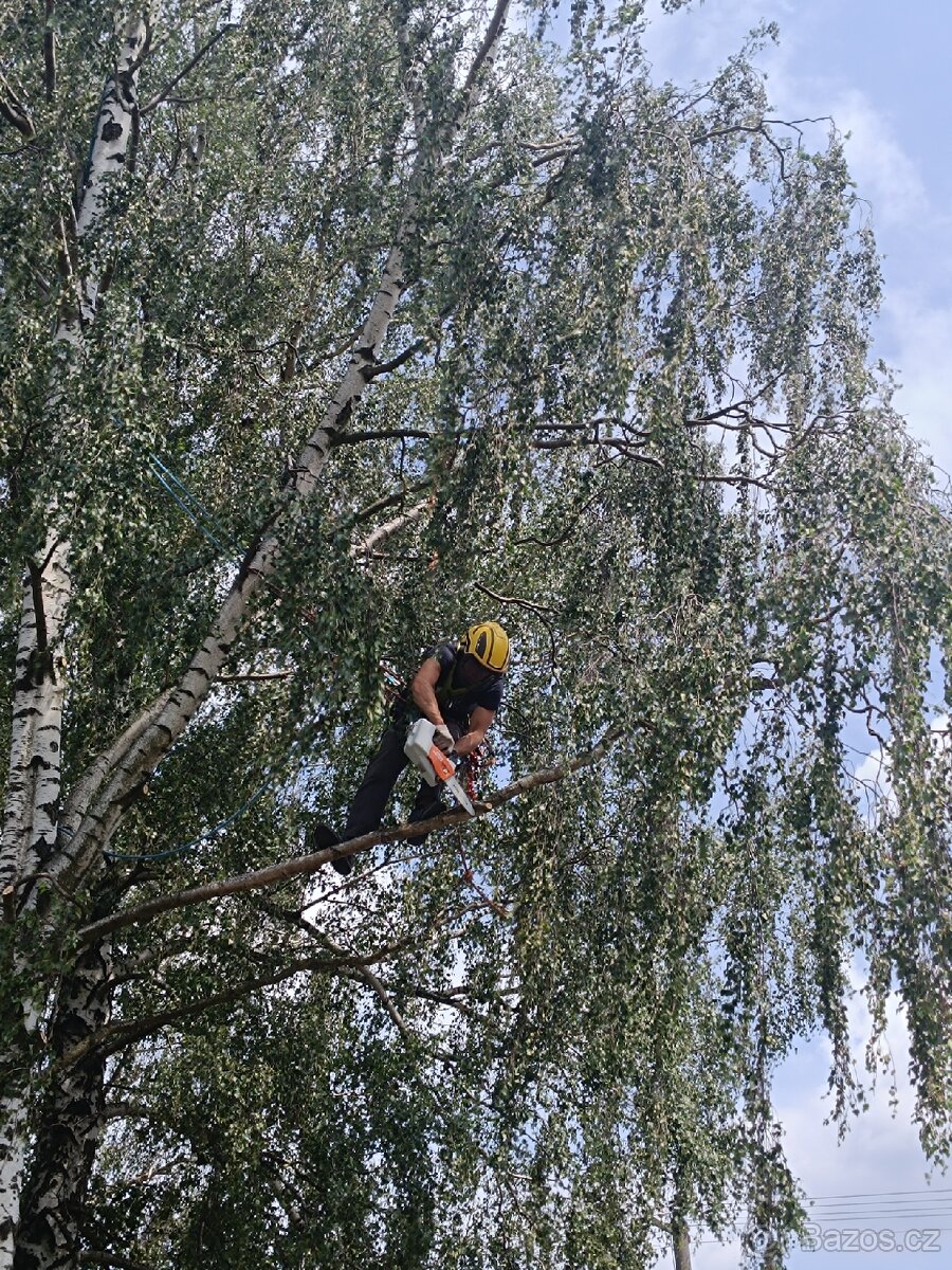 Rizikové kácení, ořezy stromů, řez ovocných stromů

