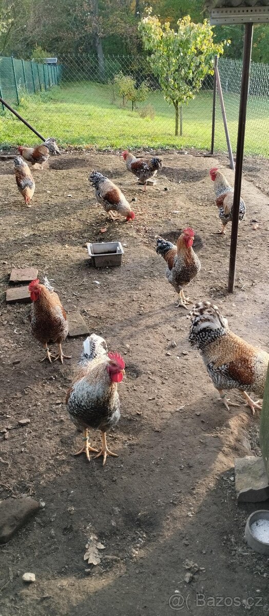 Kohouty plemene Bielefeldská slepice