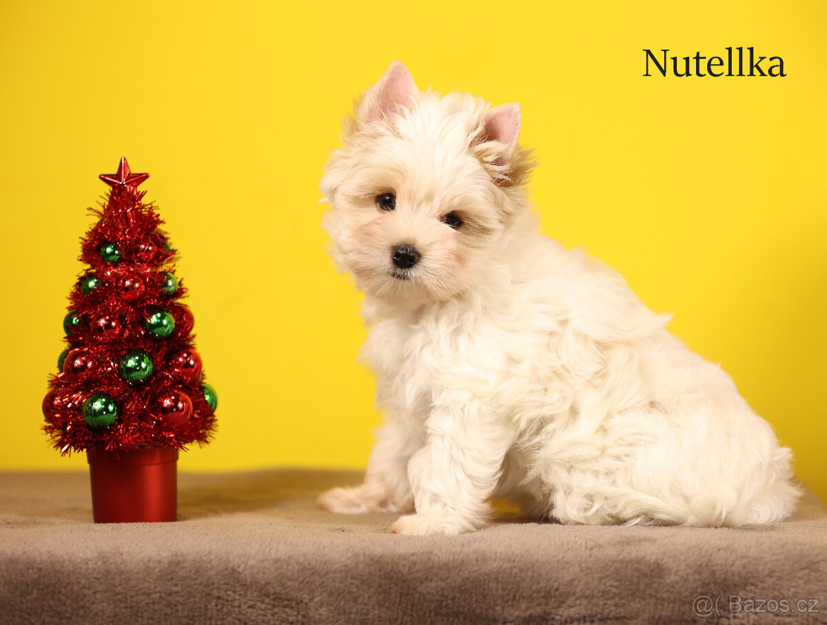 Jorkšírský teriér sněhobílá holčička Nutellka, s PP, York