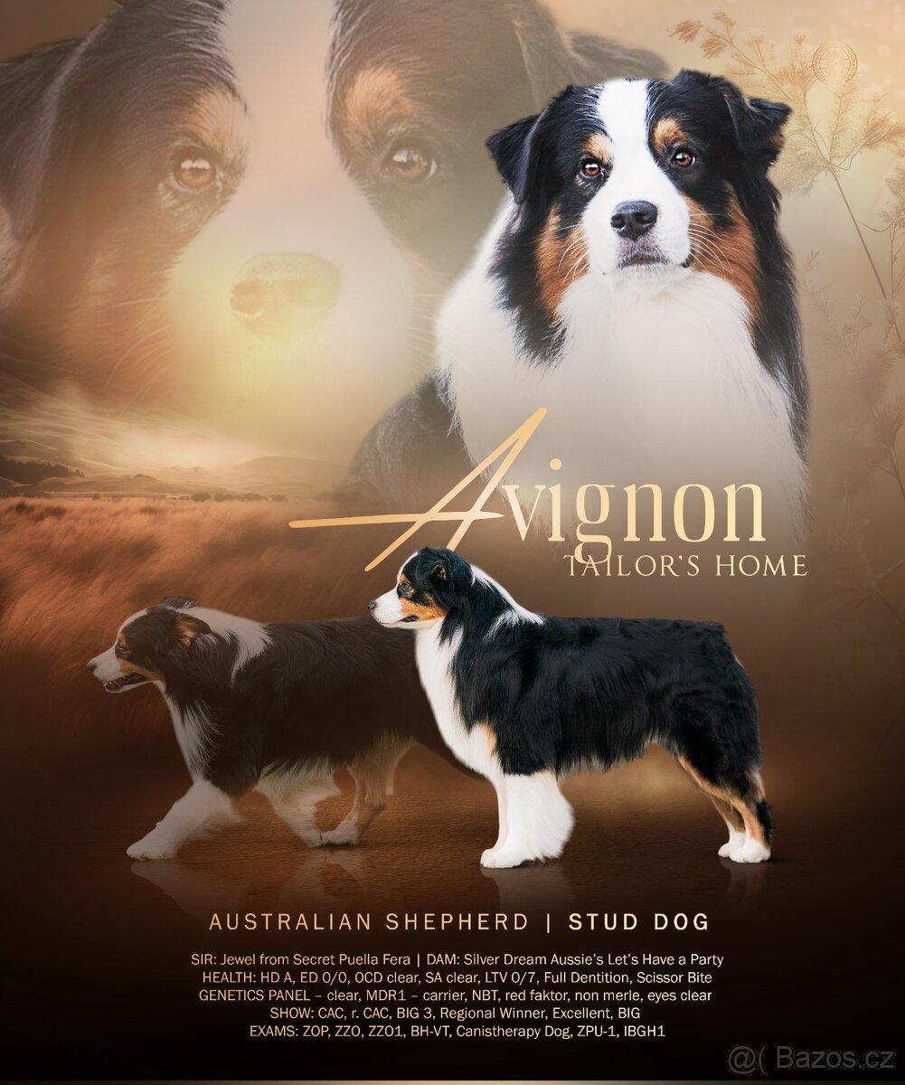 Australský ovčák - krytí s PP