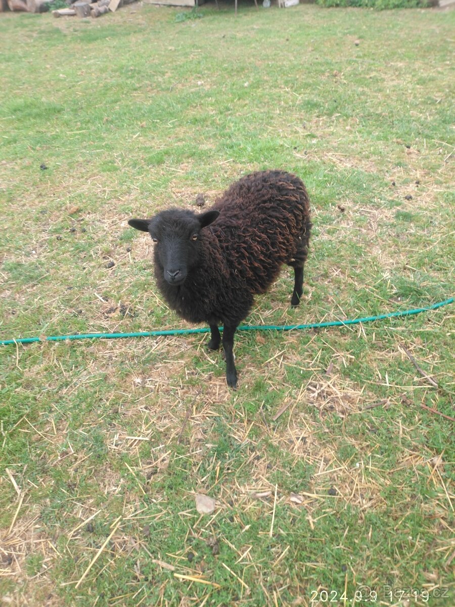 Quessantské ovečky