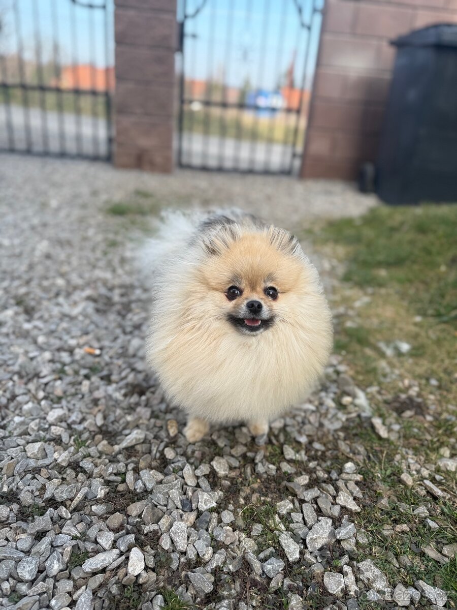 Pomeranian fena s PP FCI