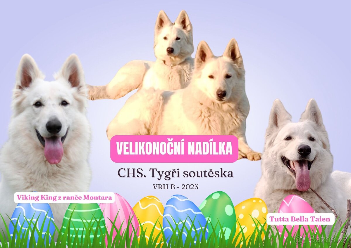 Bílý švýcarský ovčák s PP dlouhosrsty
