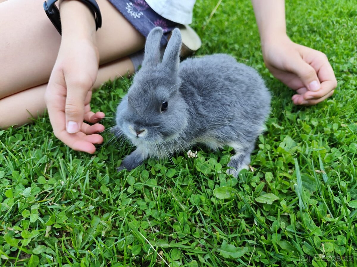 Zakrslý králík - mláďata