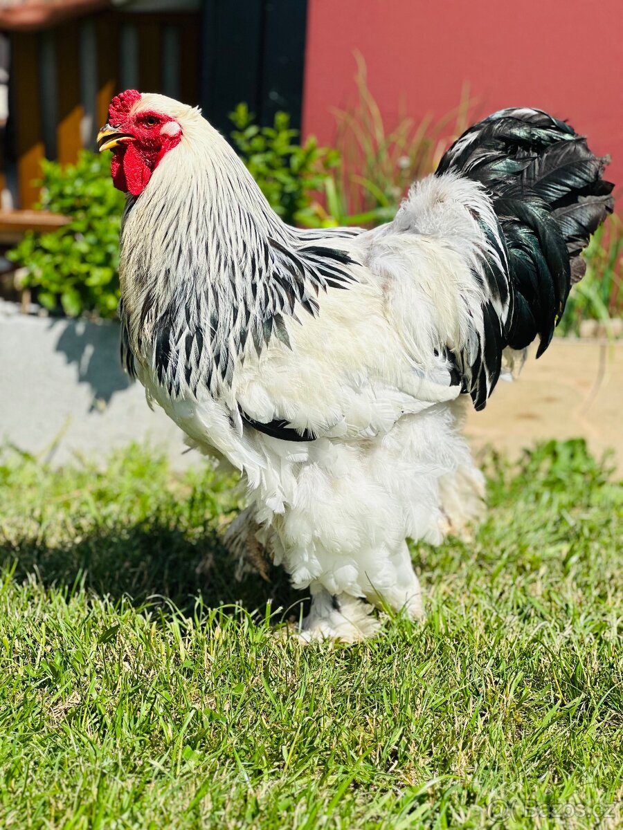 Brahmacek 🐓