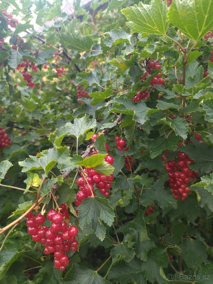 Červený rybíz 90 Kč/kg