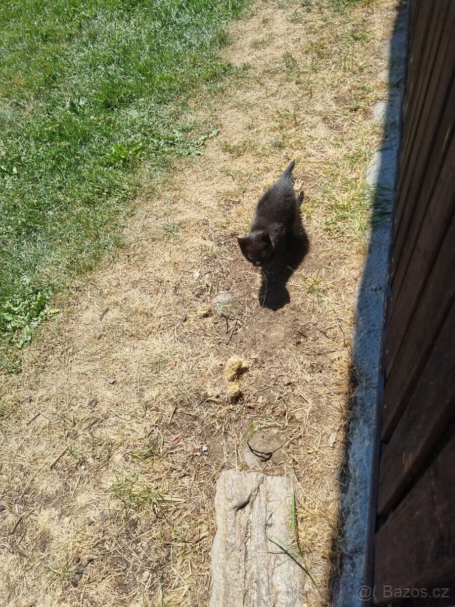 2 koťata