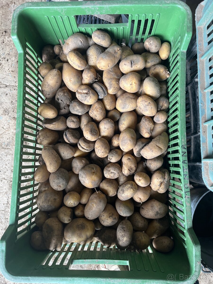 Krmné brambory.