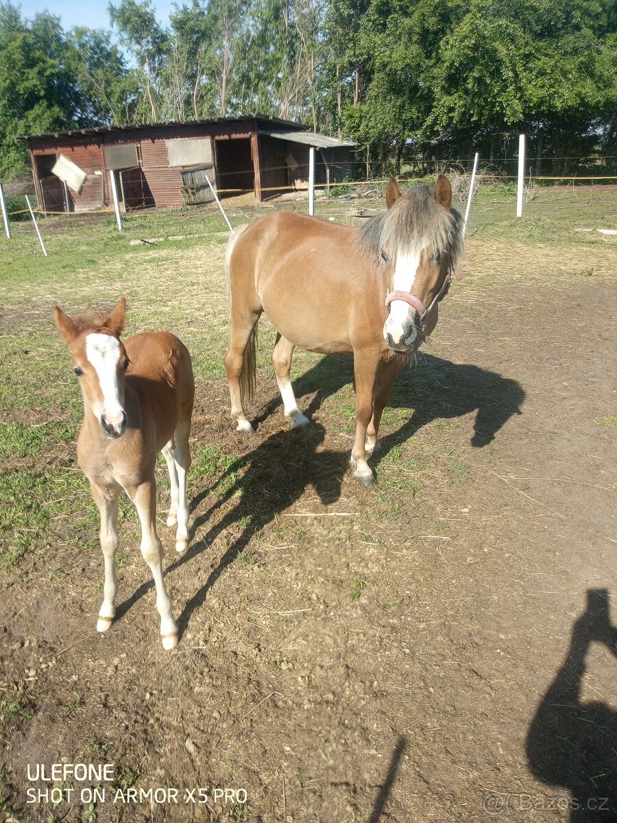 Pony klisna.