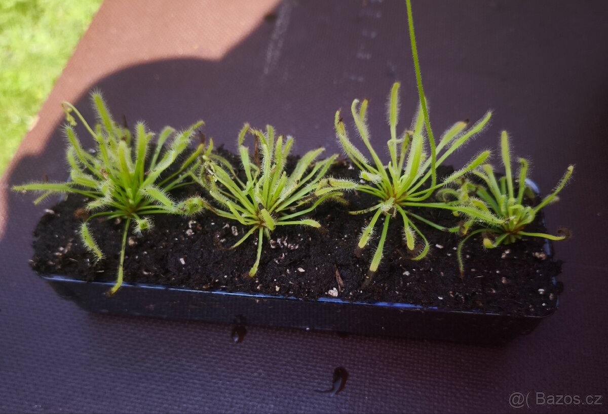 Rosnatka kapská Drosera capensis masožravá rostlina
