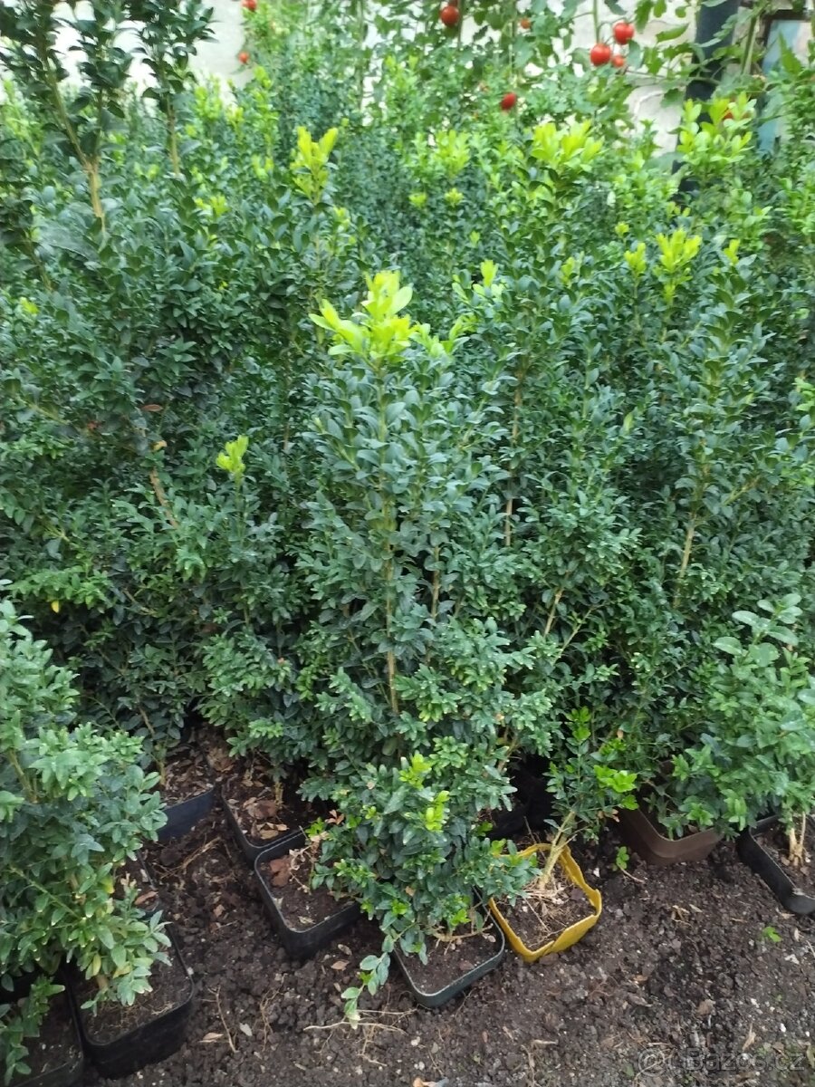 Buxus na živý plot