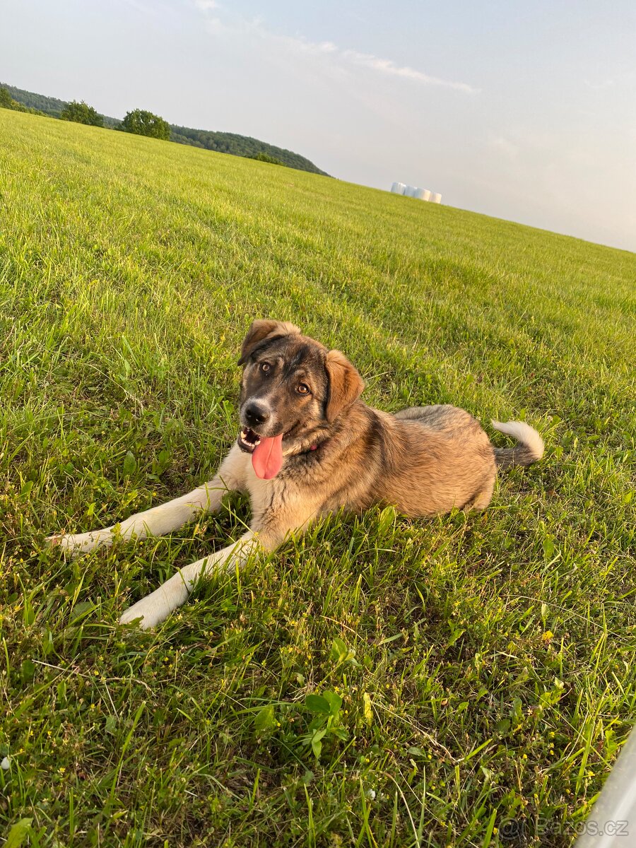 Fenka
