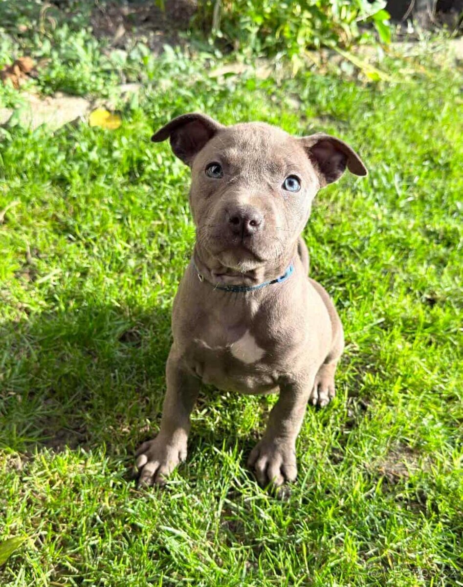 Stafordširsky bulteriér