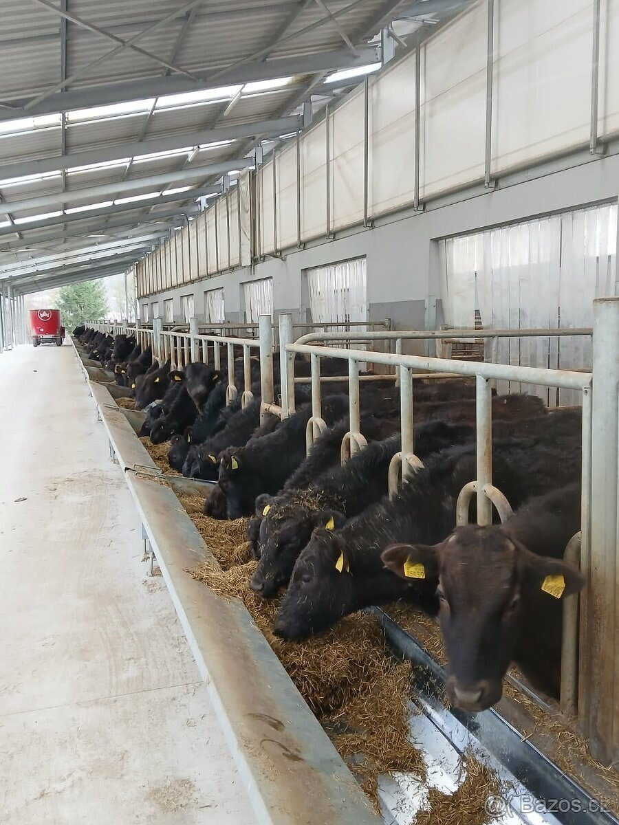 Prodej živého dobytka Wagyu – do chovu i na maso | Slovensko