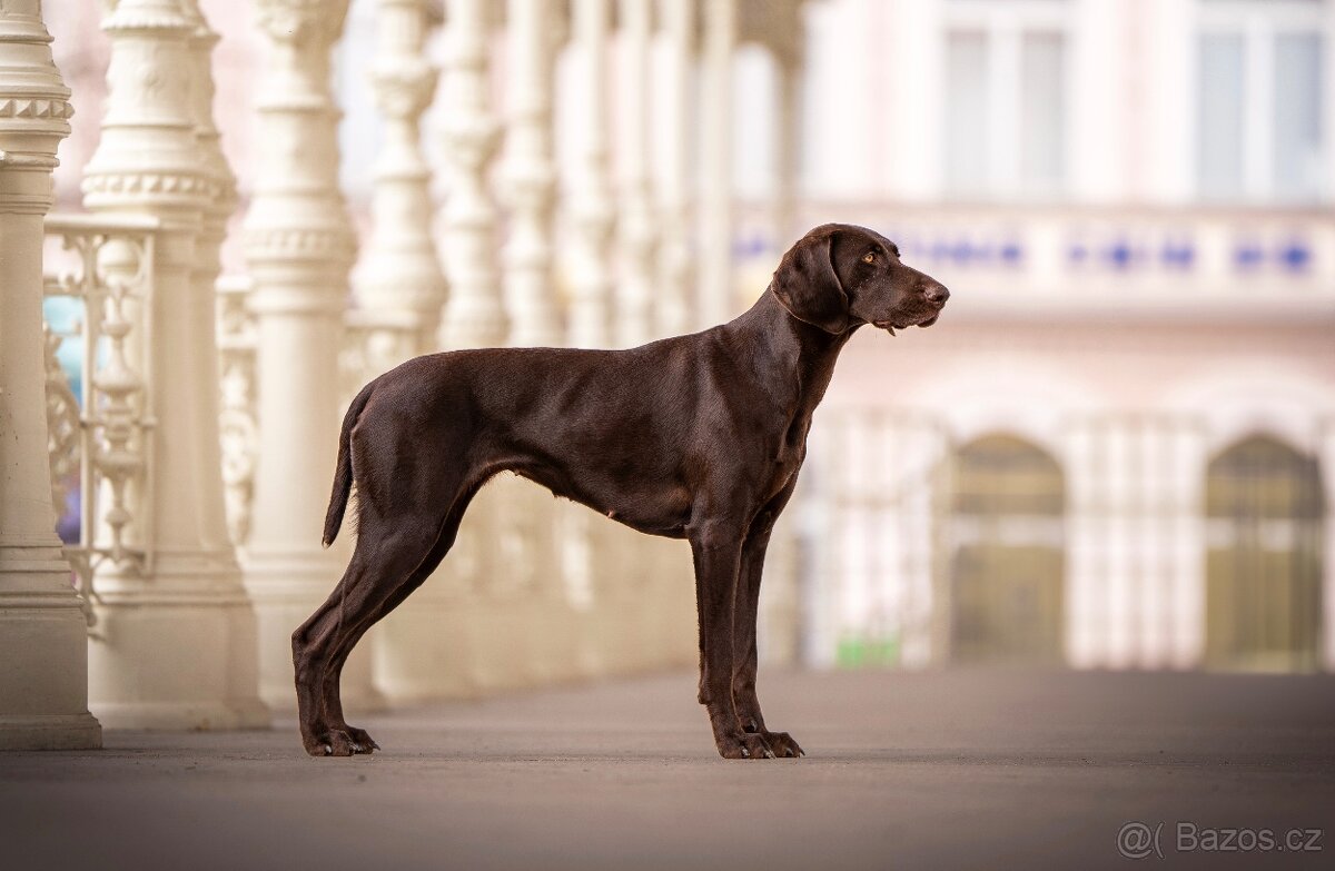 Německý ohař krátkosrstý