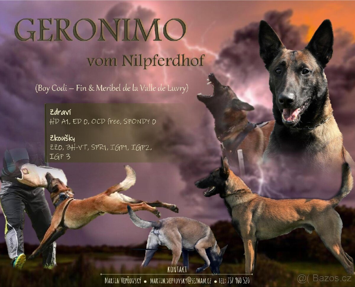 Belgický ovčák Malinois