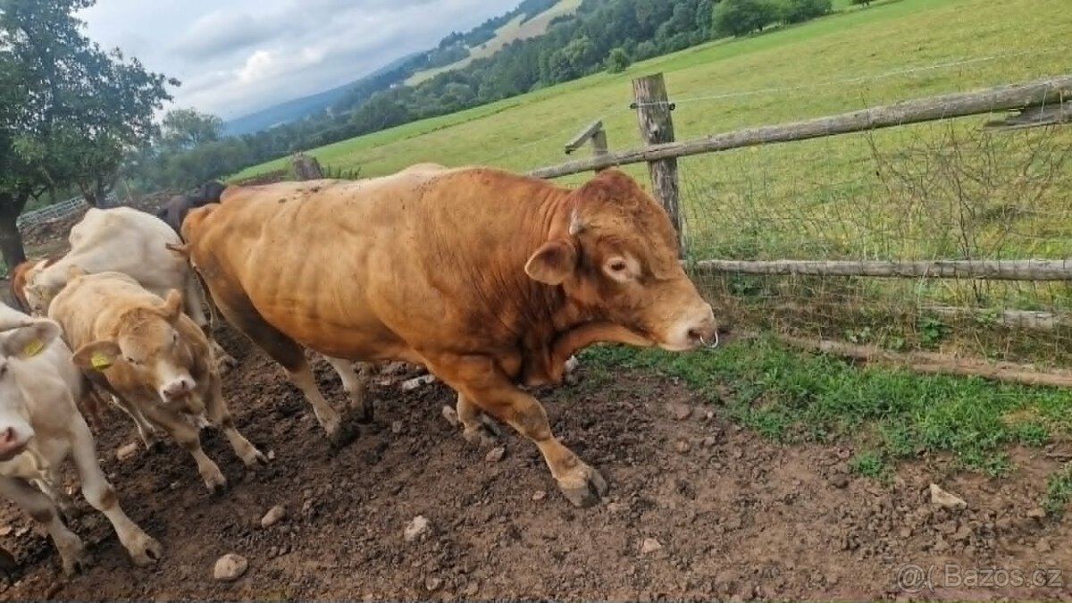 Plemenný býk