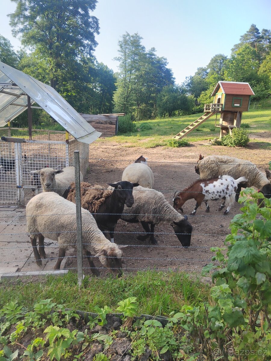 Prodám ovce a berana