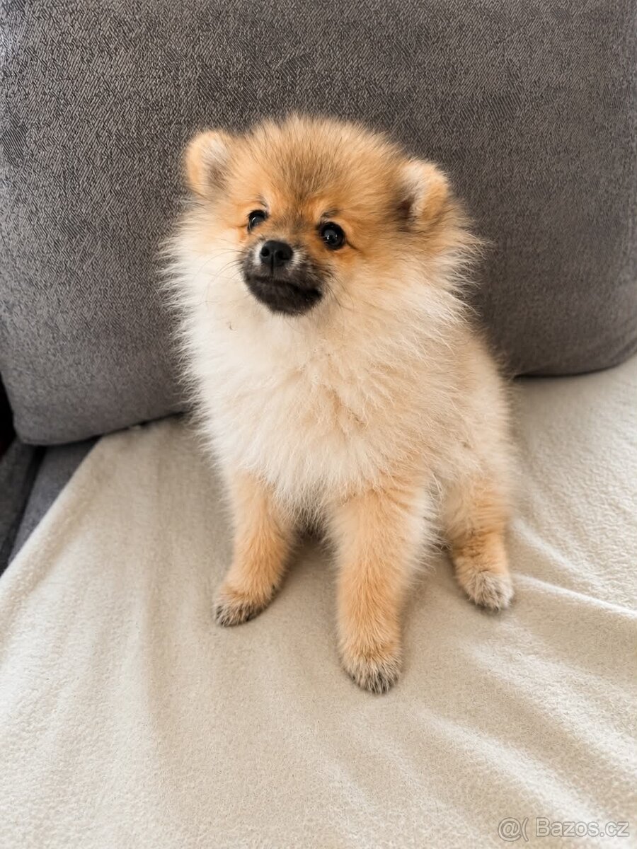 Pomeranian štěňátko