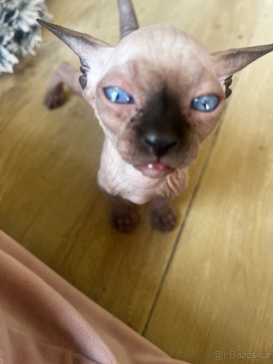 Kanadský sphynx