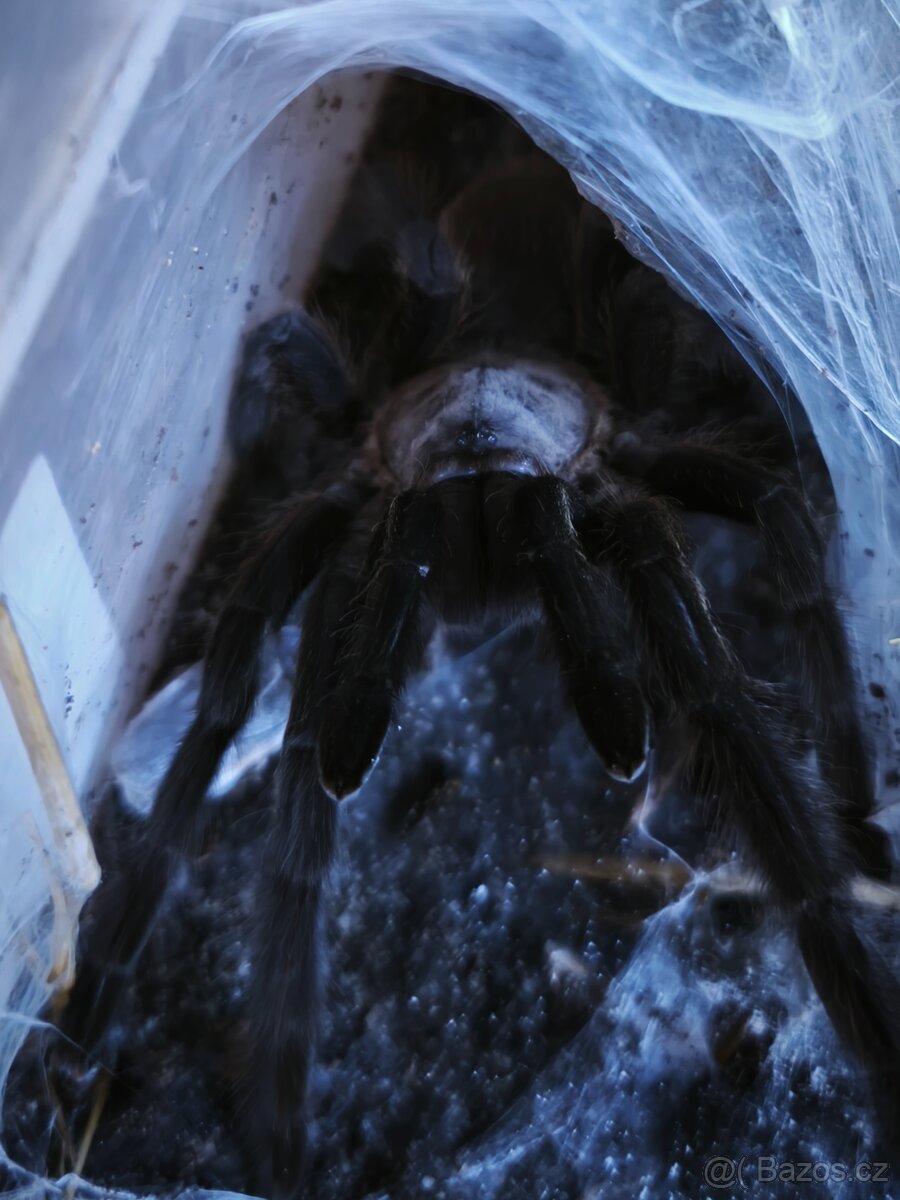 Chilobrachys sp. „Kaeng krachan"