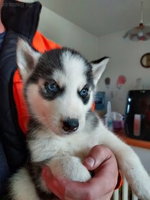 Štěňata sibiřský husky