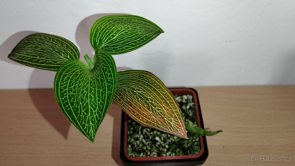 Ludisia Discolor Alba ( jewel orchid )