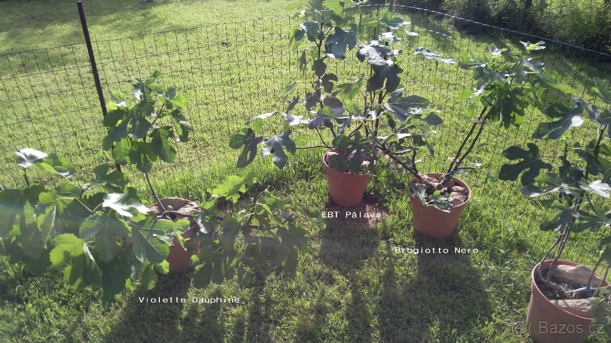 Odrůdové fíkovníky - Ficus carica