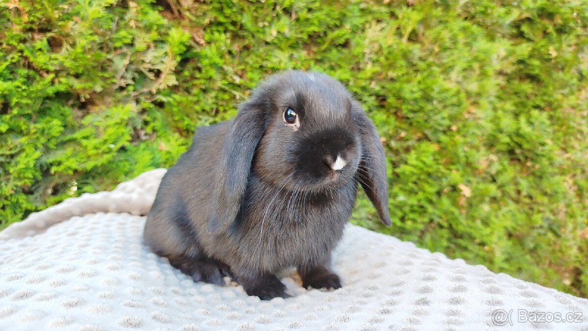 Zakrslý beránek, králíček, králík - PEGGY