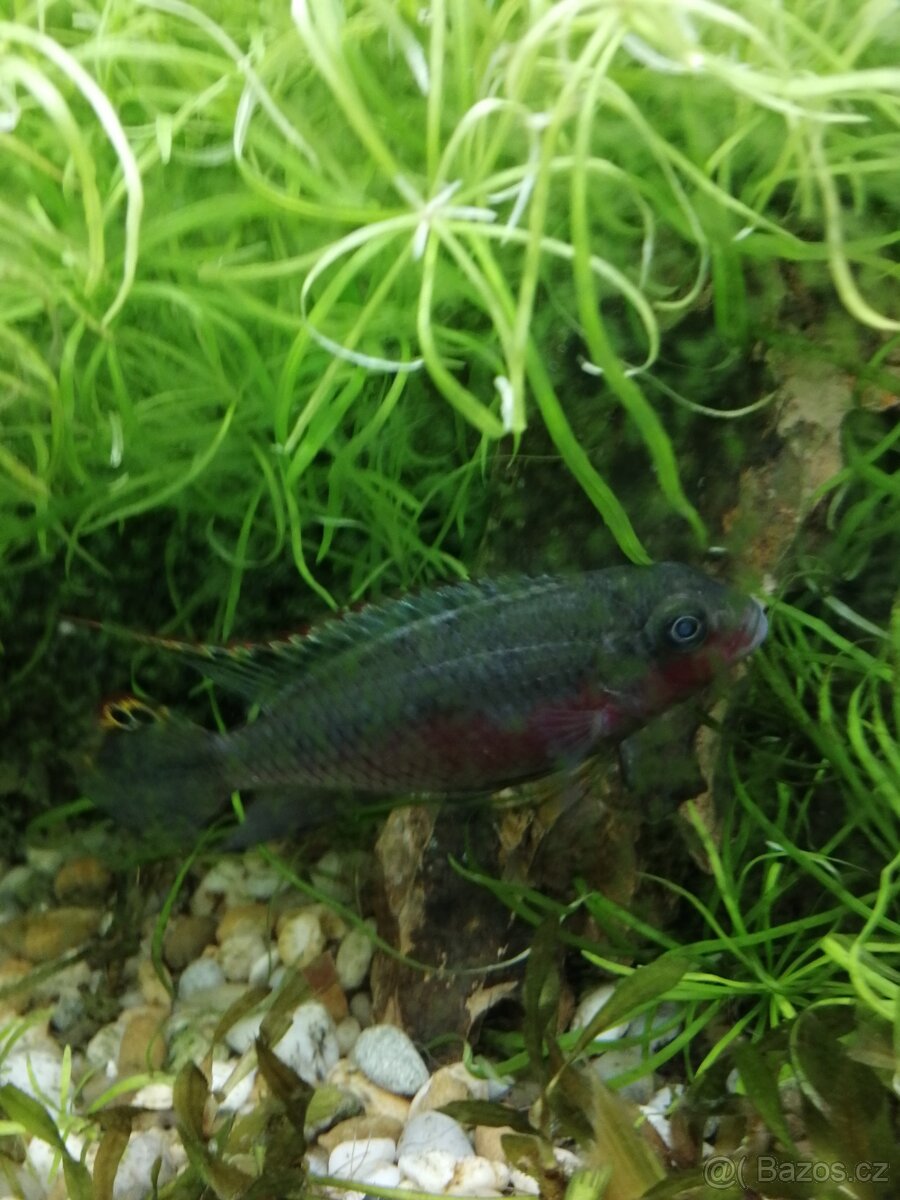 Pestřenec červeny